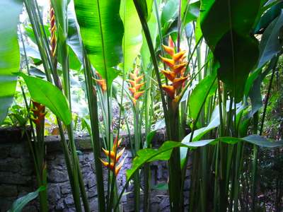 tropical flowers