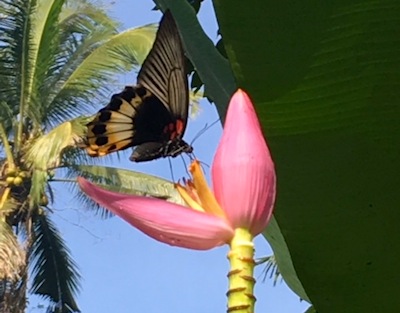 バナナと蝶