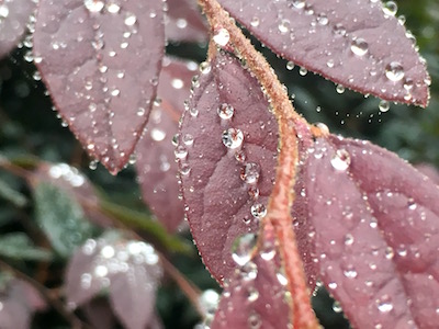 雨上がりの葉っぱ